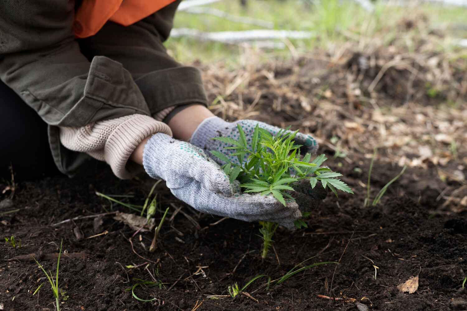 Best Tree Care Services  in Redby, MN